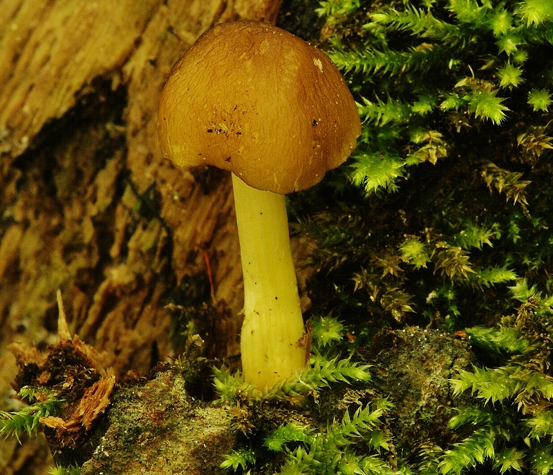 Pluteus romellii (door Henk Remijn)