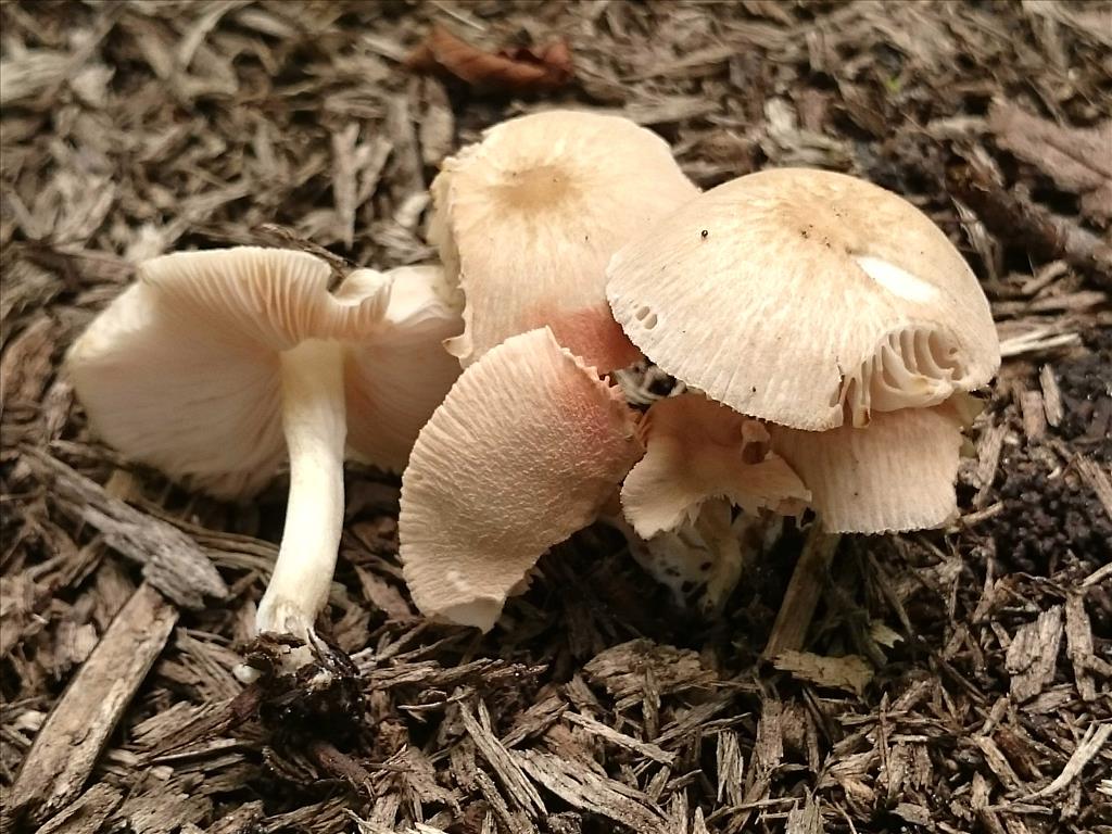 Pluteus semibulbosus (door Michel Beeckman)