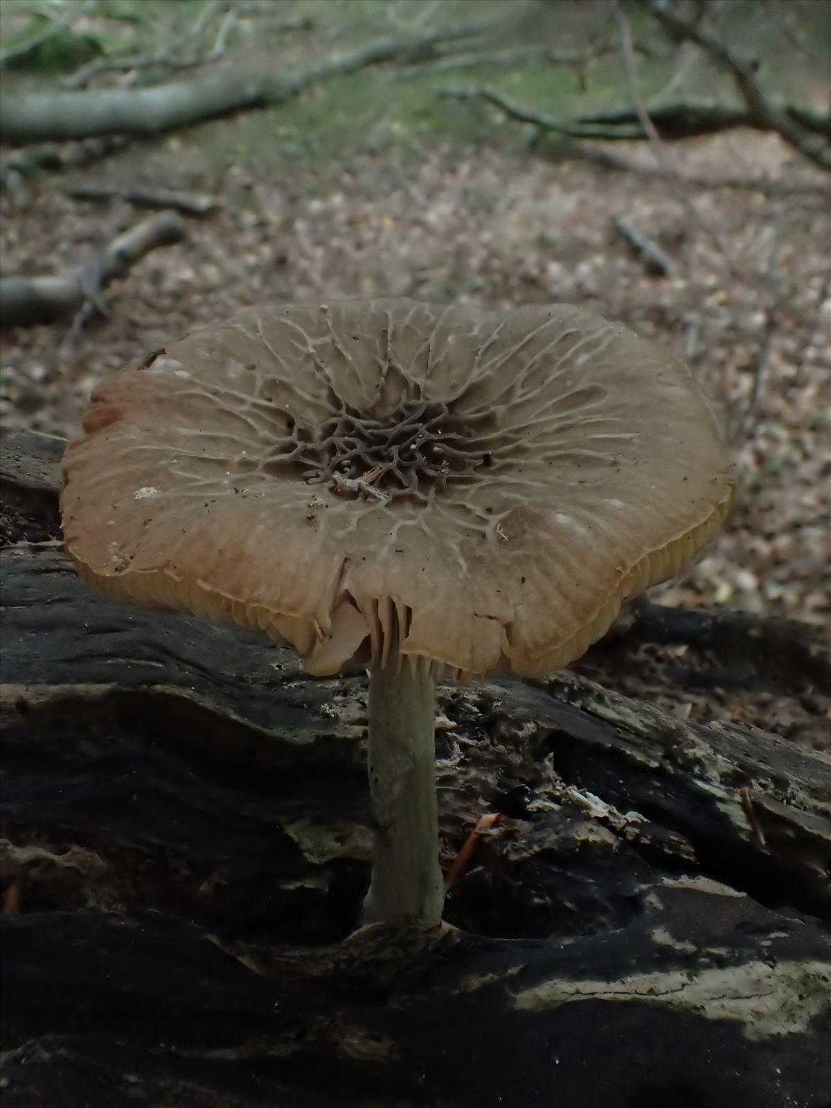 Pluteus thomsonii (door Leo Jalink)