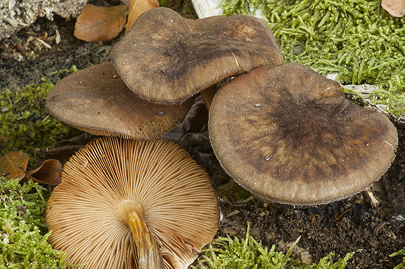 Pluteus umbrosus (door Nico Dam)