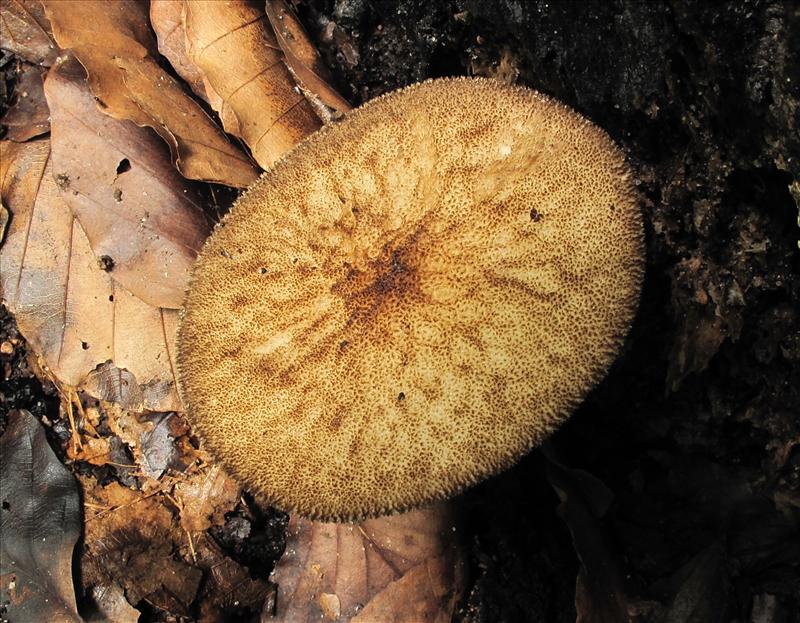 Pluteus umbrosus (door Eduard Osieck)