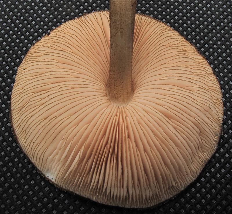 Pluteus umbrosus (door Eduard Osieck)