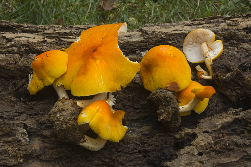 Pluteus aurantiorugosus (door Nico Dam)