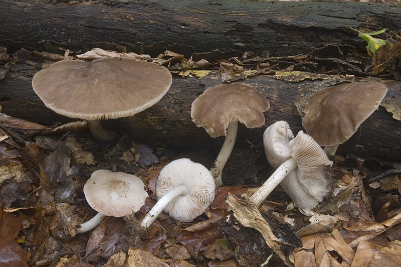 Pluteus cervinus var. cervinus (door Nico Dam)