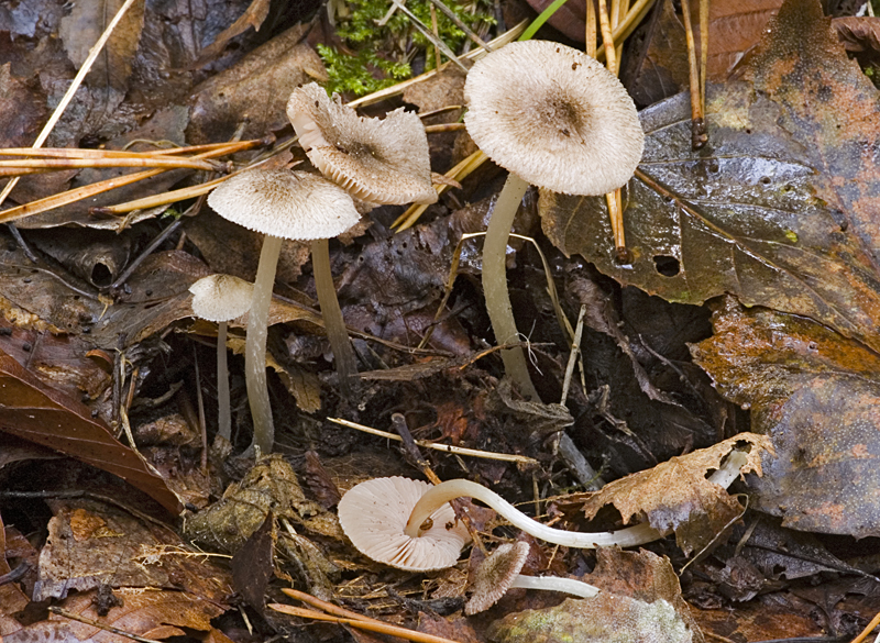 Pluteus hispidulus (door Nico Dam)