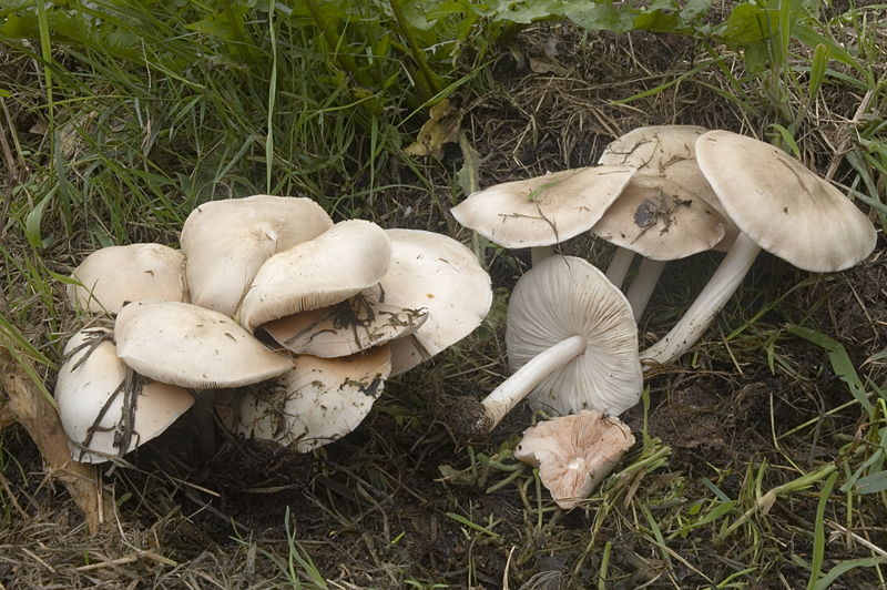 Pluteus petasatus (door Nico Dam)