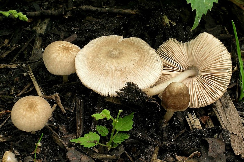 Pluteus plautus sl, incl. semibulbosus (door Henk Huijser)