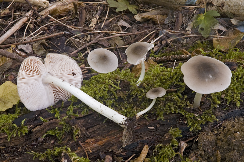 Pluteus salicinus (door Nico Dam)