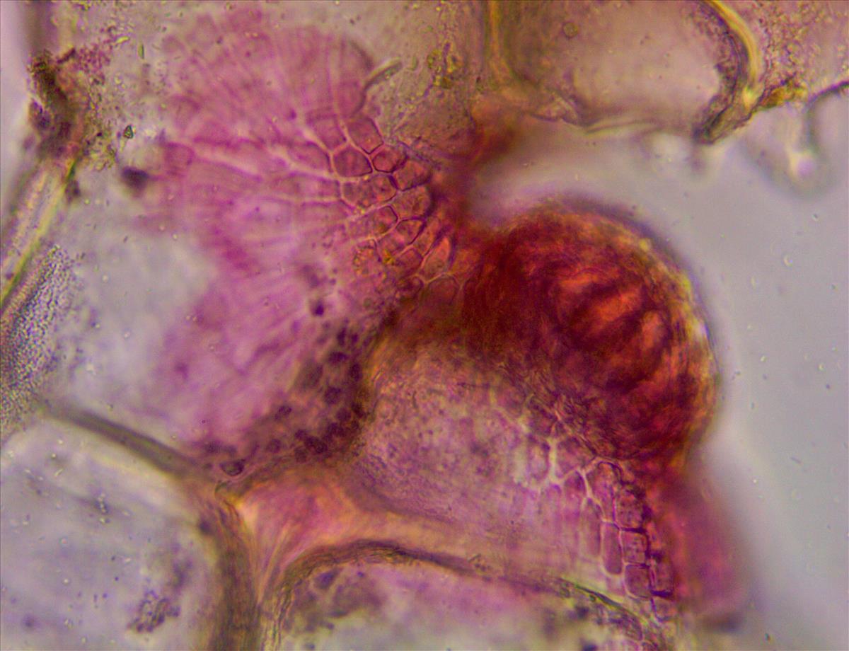 Pneophyllum confervicola (door Frank Perk)