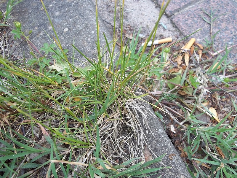 Poa pratensis subsp. angustifolia (door Tim van de Vondervoort)