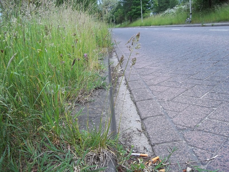 Poa pratensis subsp. angustifolia (door Tim van de Vondervoort)