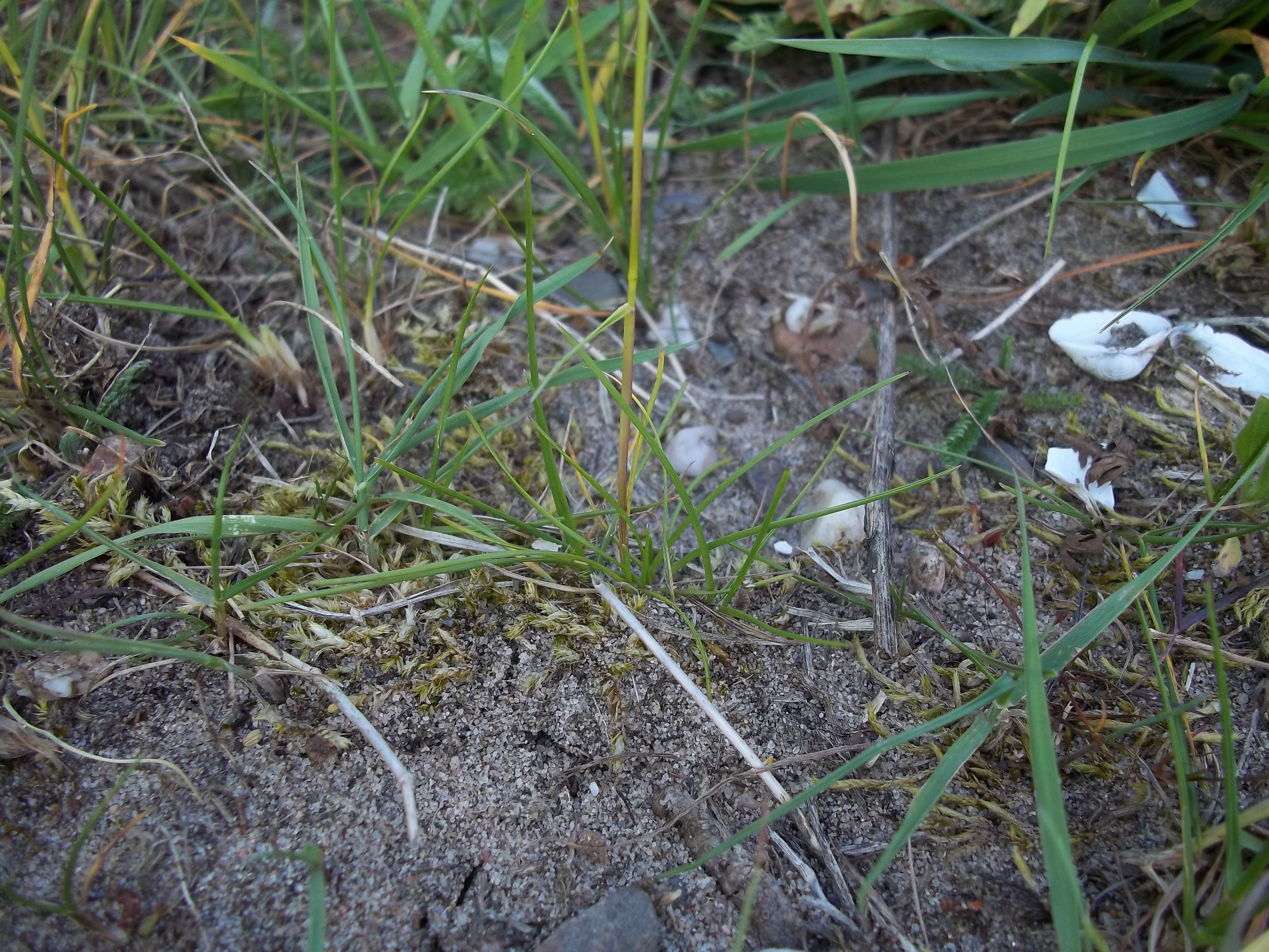 Poa pratensis subsp. angustifolia (door Tim van de Vondervoort)