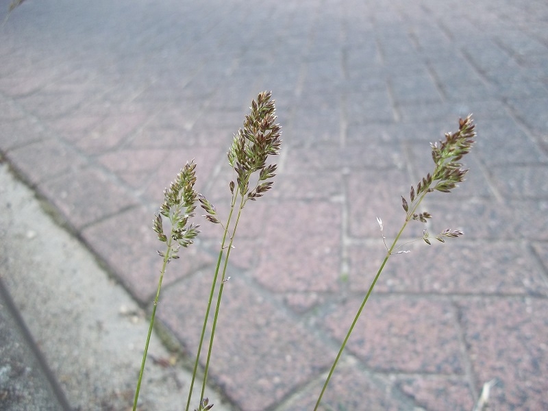 Poa pratensis subsp. angustifolia (door Tim van de Vondervoort)