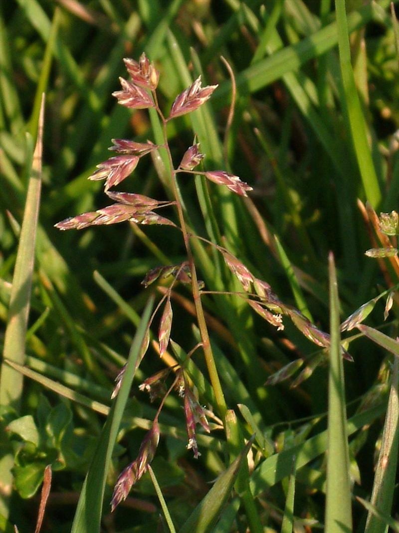 Poa annua (door Adrie van Heerden)