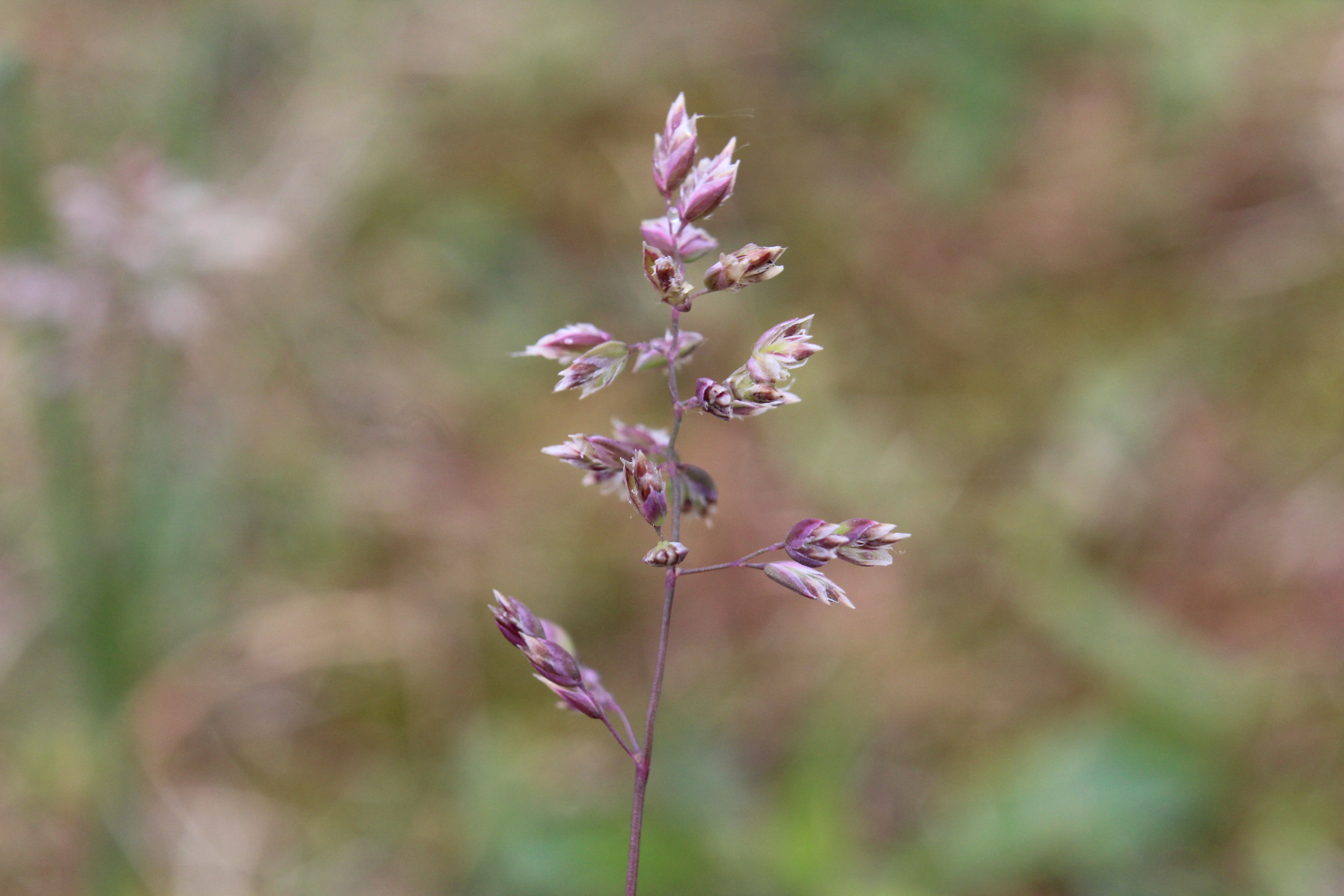 Poa bulbosa (door Niels Jeurink)