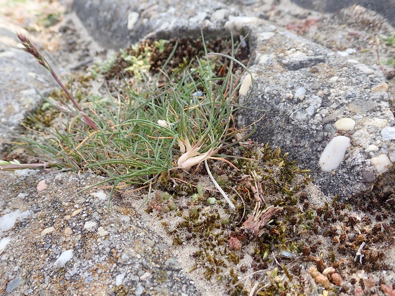 Poa bulbosa var. bulbosa (door Tim van de Vondervoort)