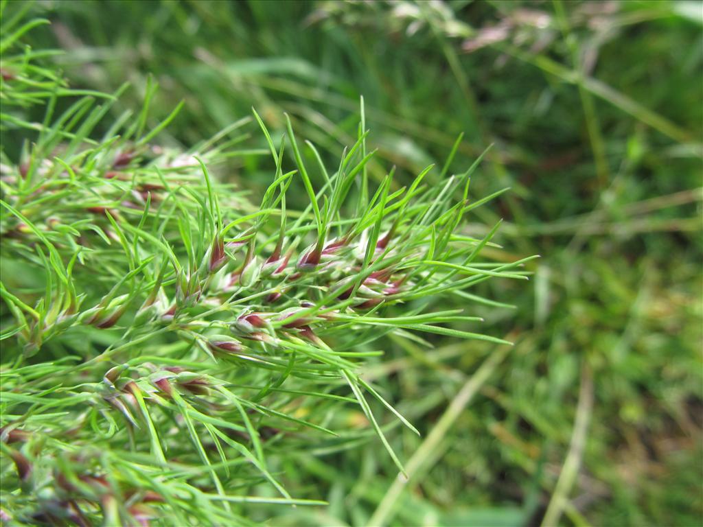 Poa bulbosa var. vivipara (door Kim Lotterman)