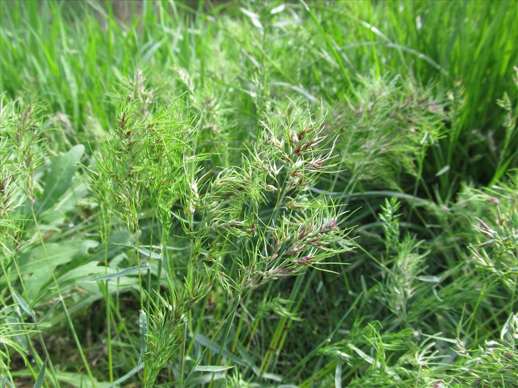 Poa bulbosa var. vivipara (door Kim Lotterman)