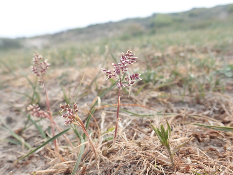 Poa bulbosa var. bulbosa (door Tim van de Vondervoort)