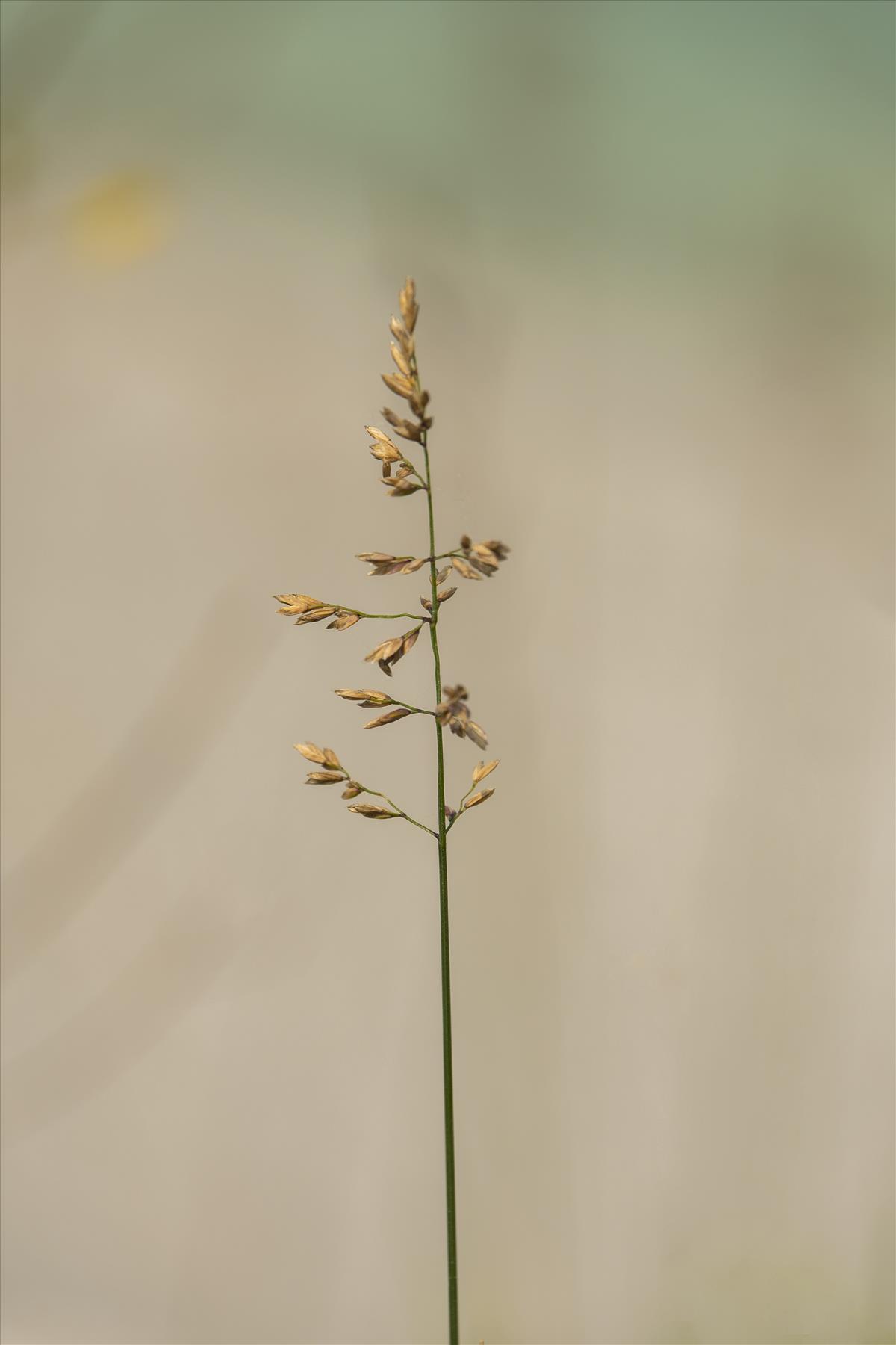 Poa compressa (door Nils van Rooijen)
