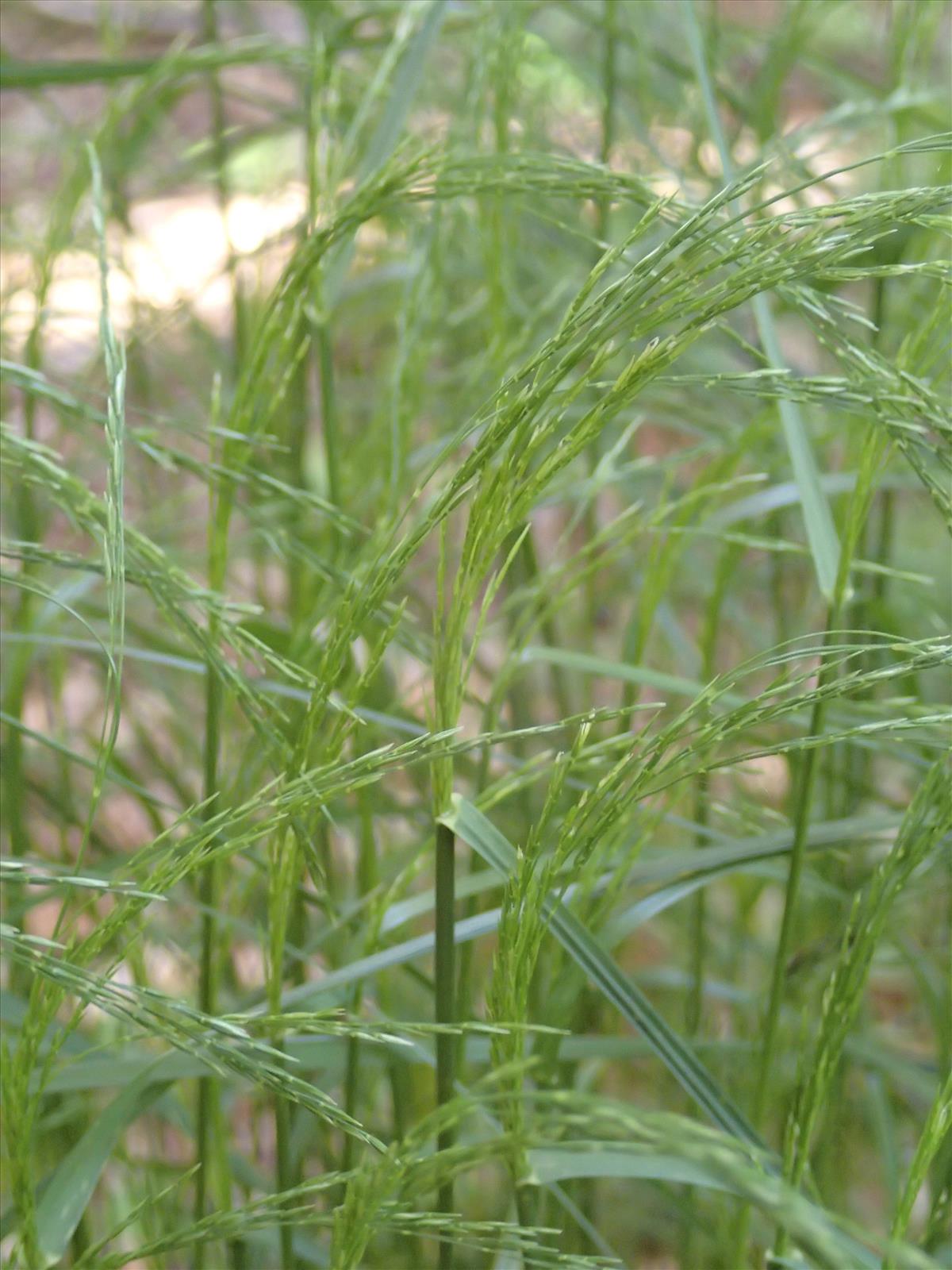 Poa nemoralis (door Adrie van Heerden)