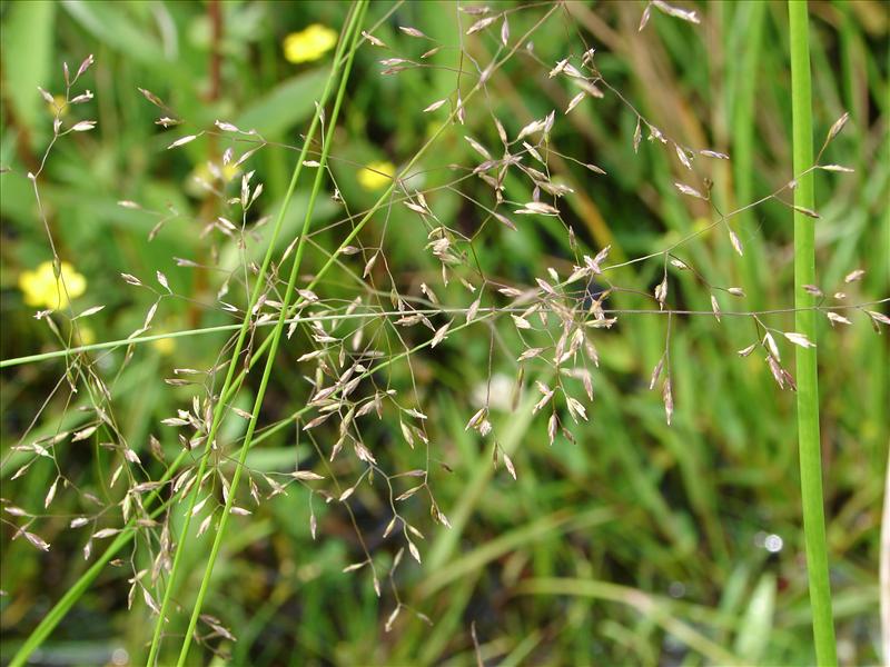 Poa palustris (door Adrie van Heerden)