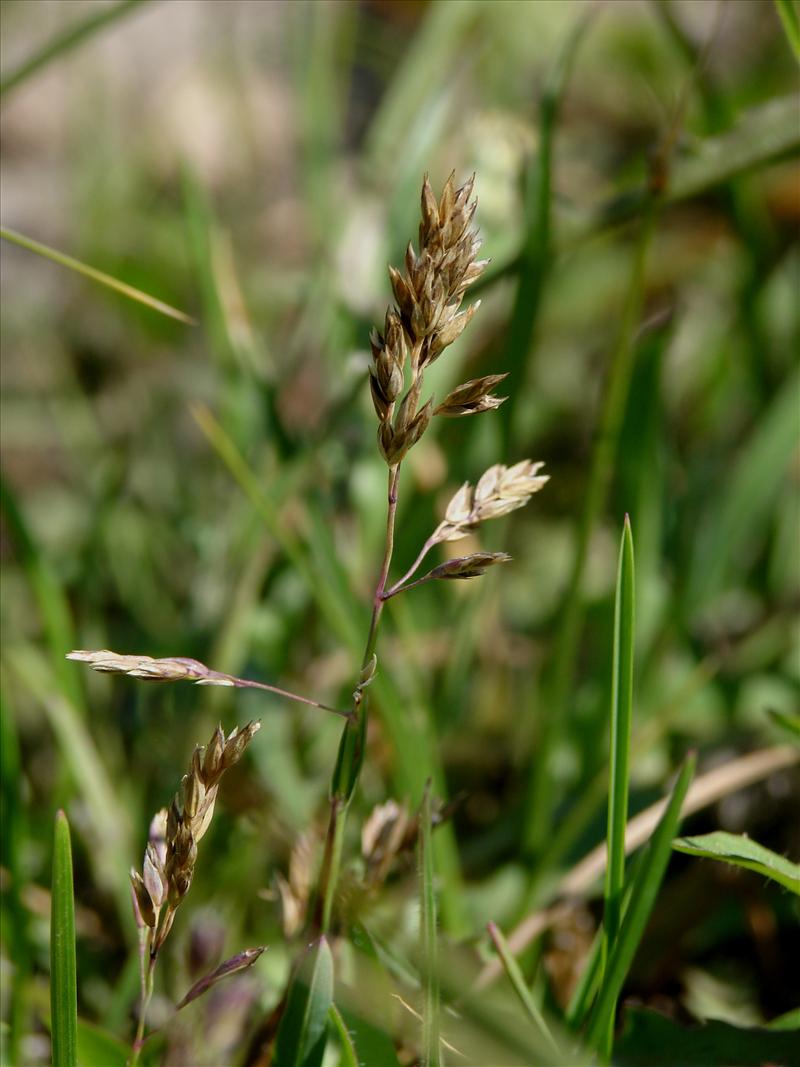 Poa pratensis subsp. pratensis (door Adrie van Heerden)