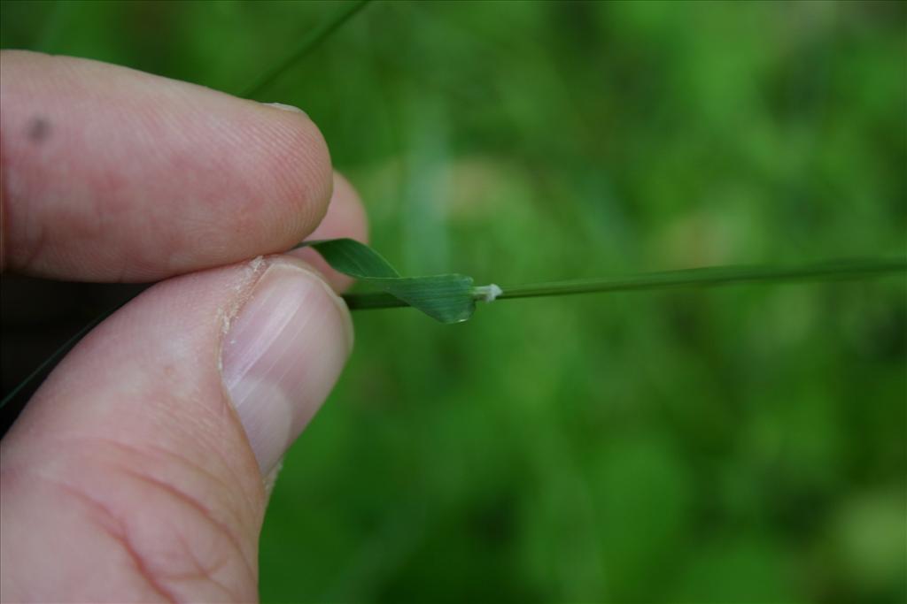 Poa trivialis (door Niels Jeurink)