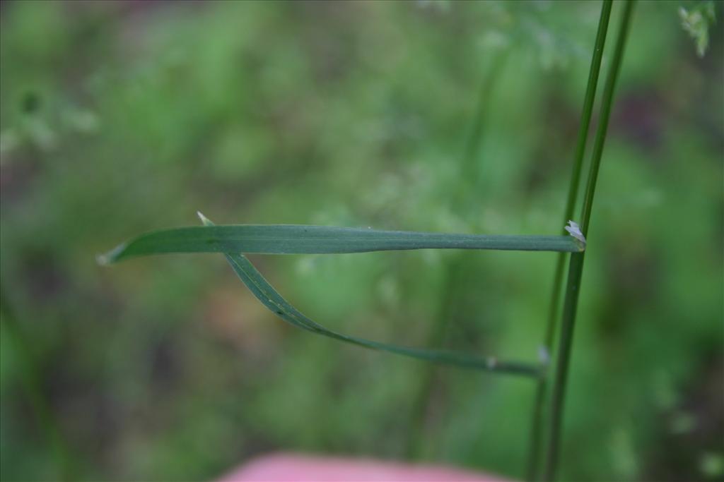 Poa trivialis (door Niels Jeurink)