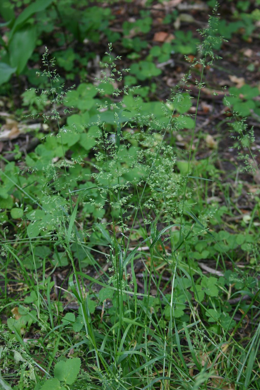 Poa trivialis (door Niels Jeurink)