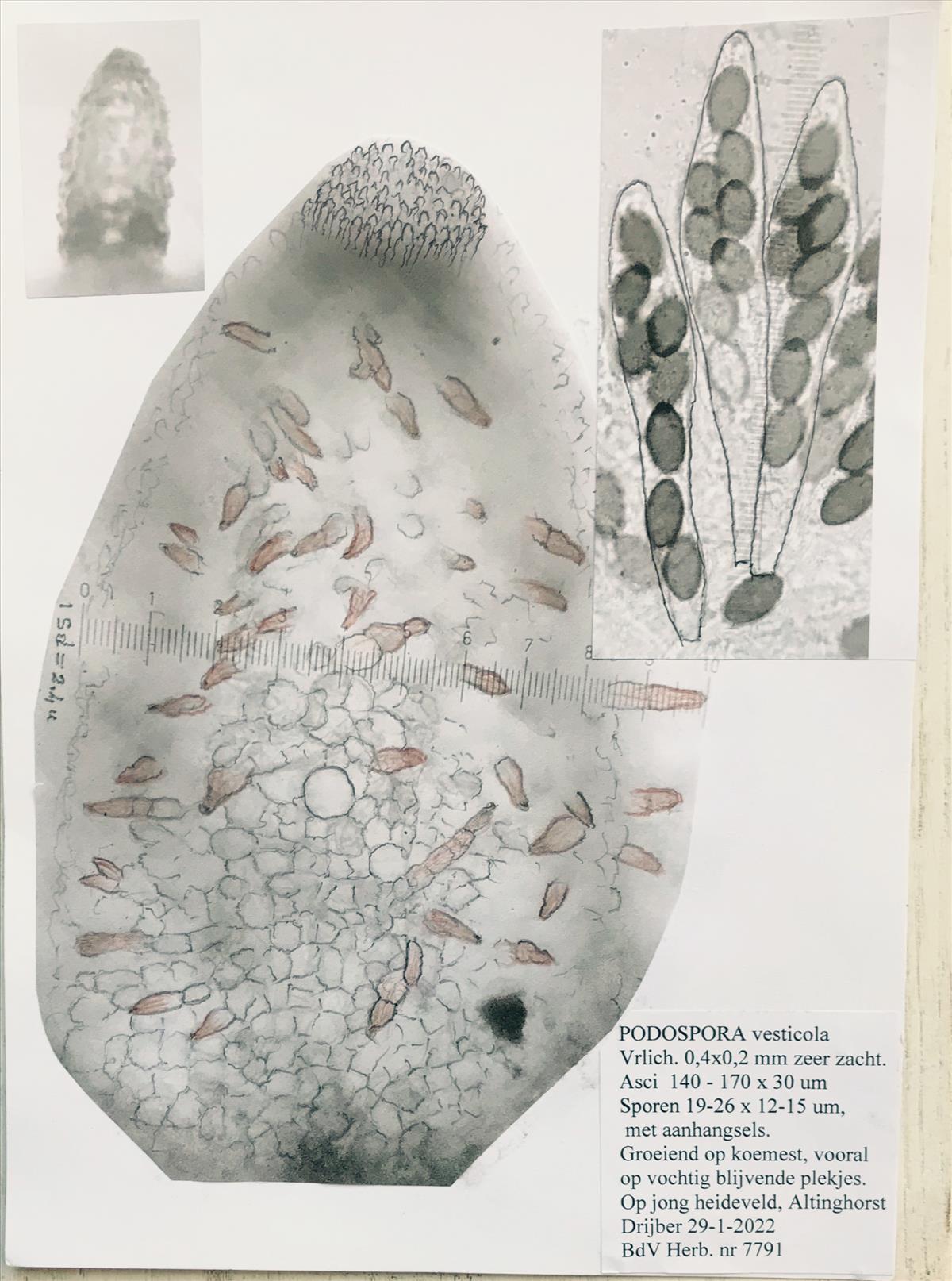 Podospora vesticola (door Bernhard de vries)