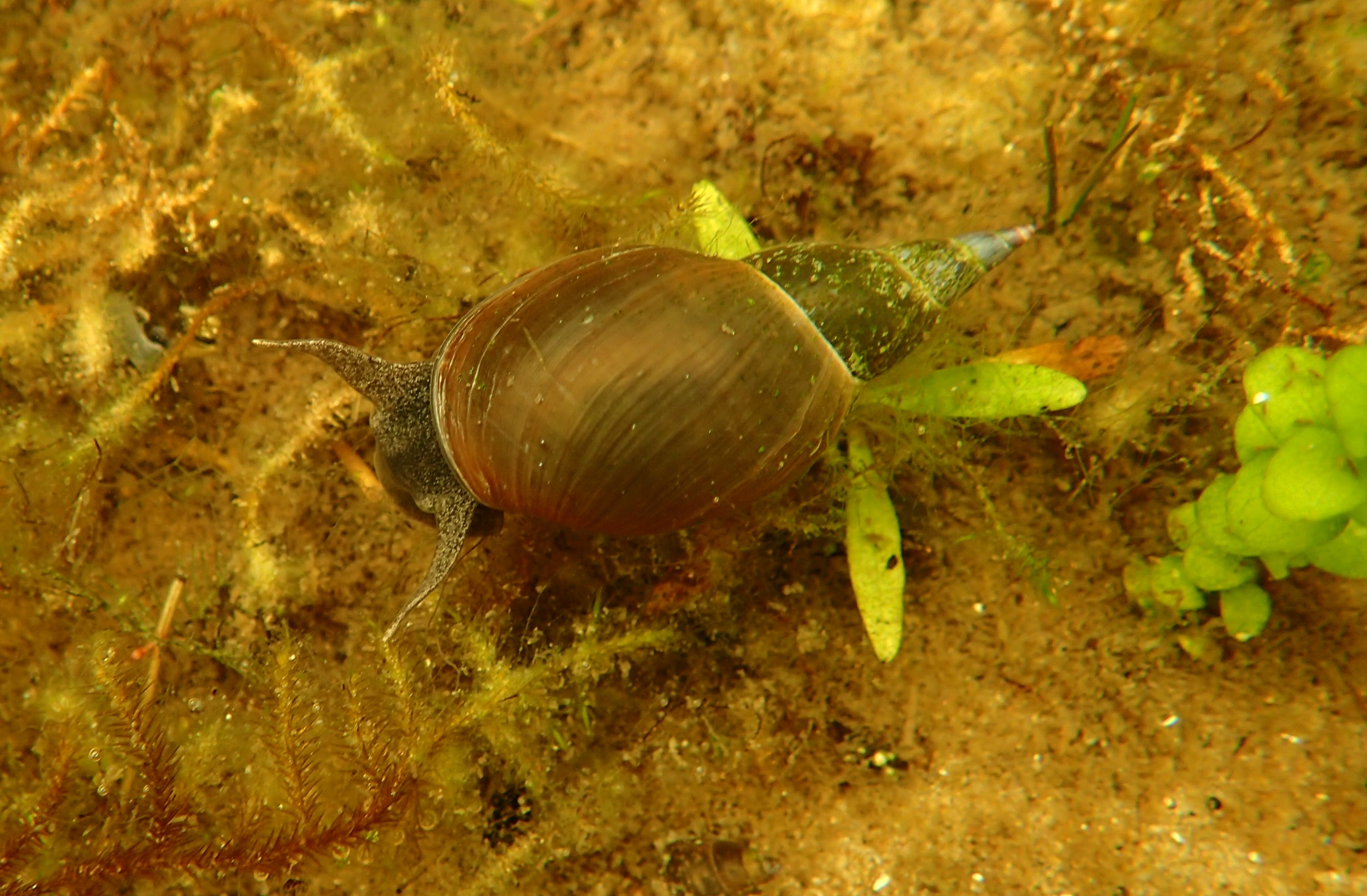 Lymnaea stagnalis (door Adrie van Heerden)