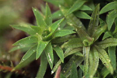 Pogonatum aloides (door Klaas van der Veen)