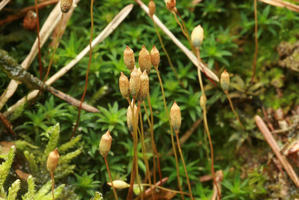 Pogonatum aloides (door Jan Kersten)