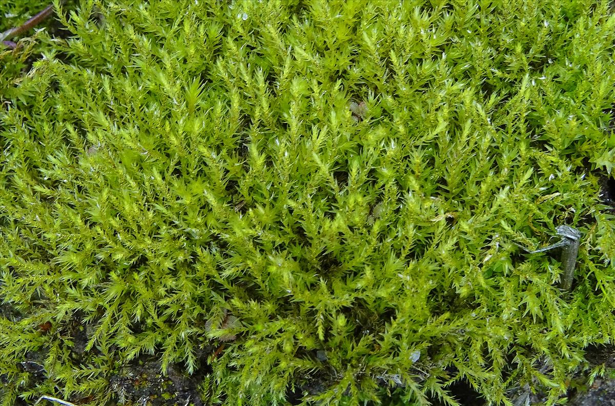 Pohlia camptotrachela (door Jan Kersten)