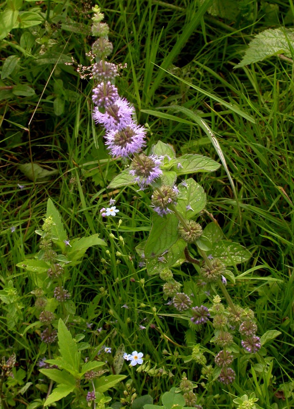 Mentha pulegium (door Peter Meininger)