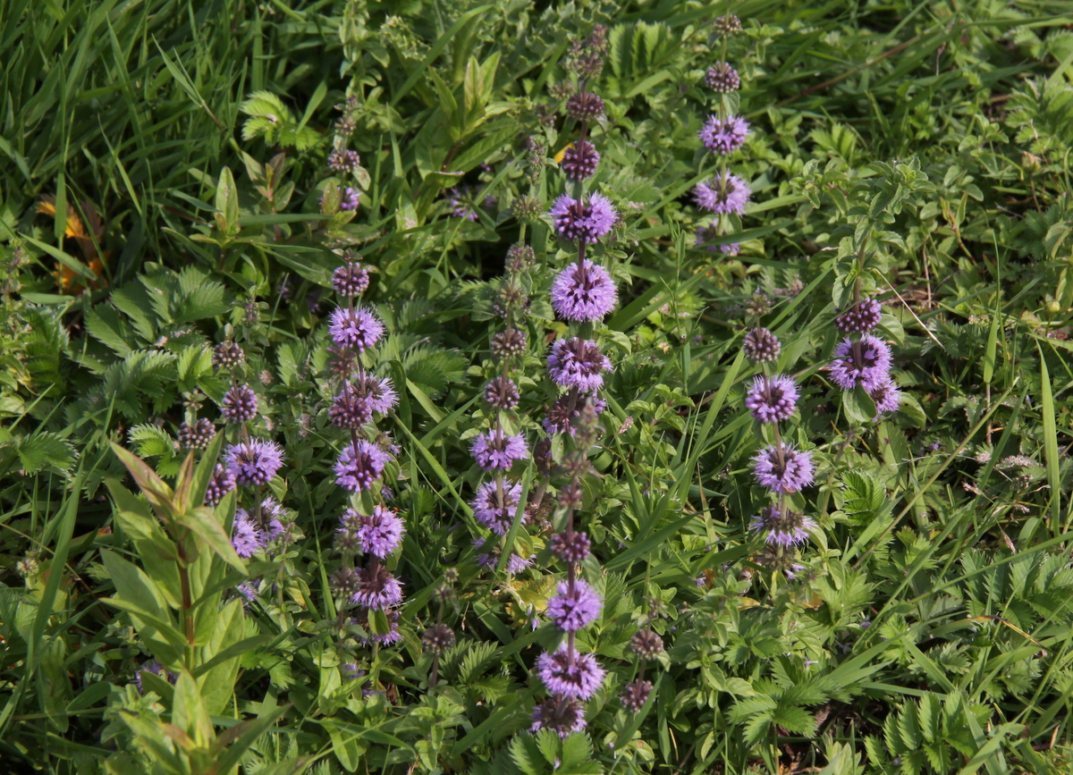 Mentha pulegium (door Peter Meininger)