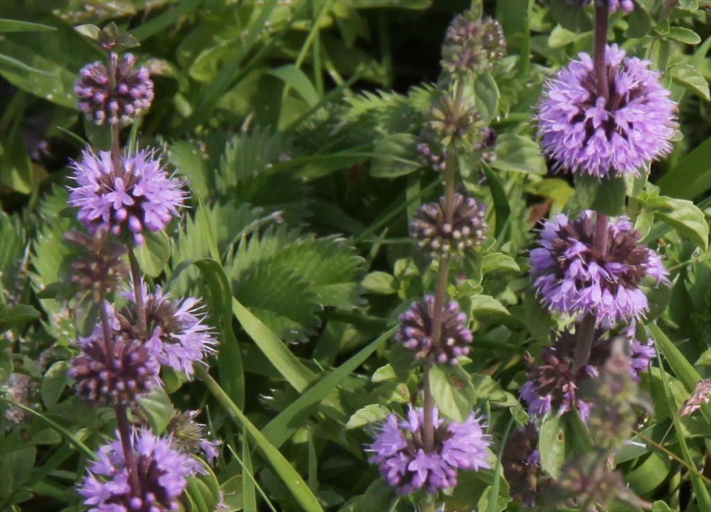 Mentha pulegium (door Peter Meininger)