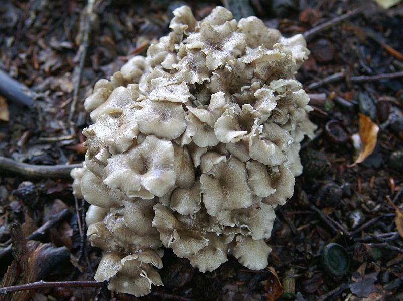 Polyporus umbellatus (door Hannie Wijers)