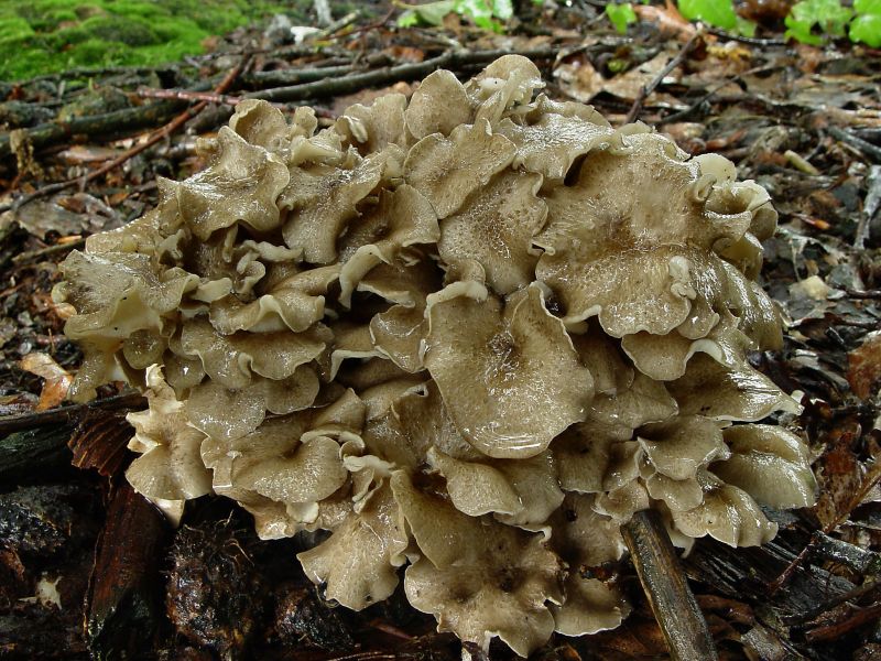 Polyporus umbellatus (door André Houter)