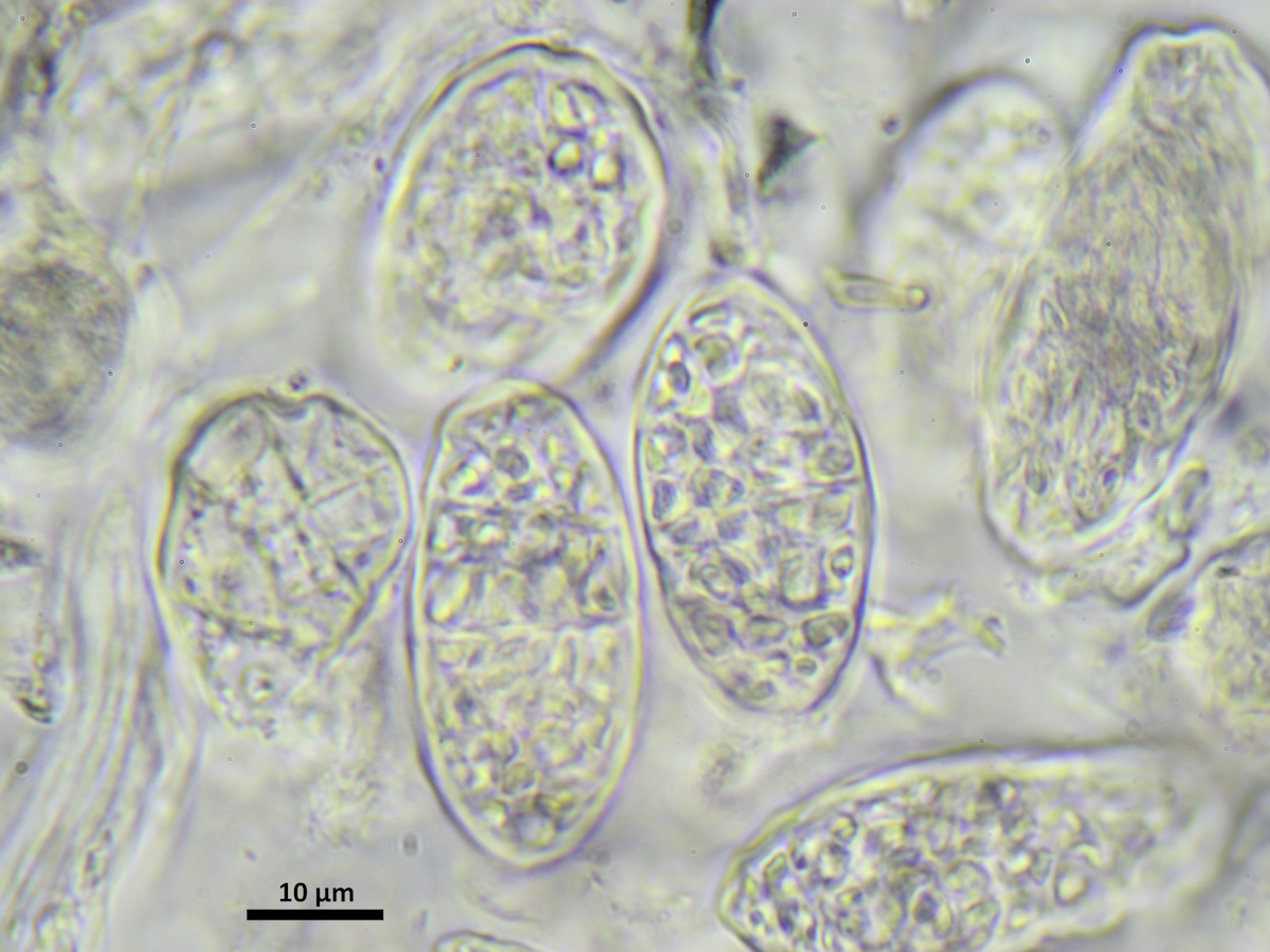 Polyblastia albida (door Henk-Jan van der Kolk)