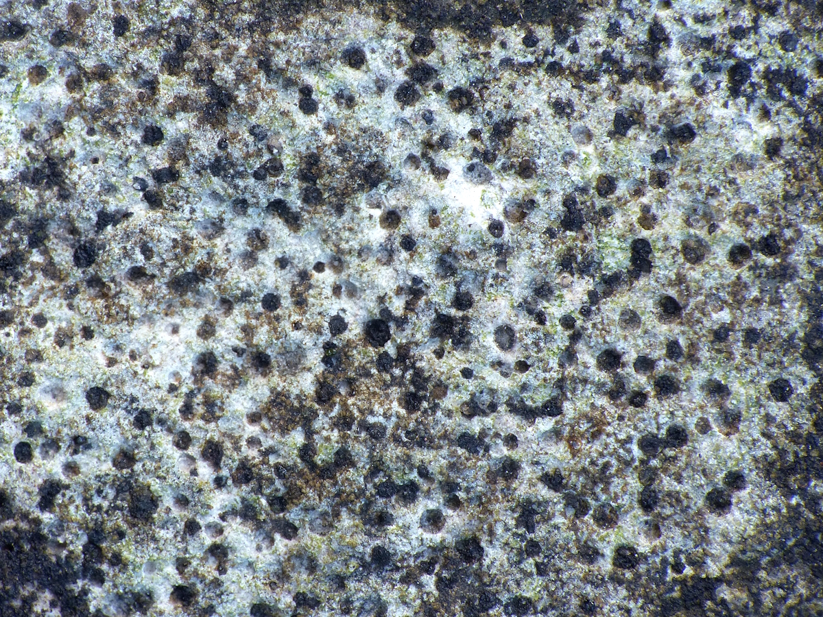 Polyblastia albida (door Henk-Jan van der Kolk)