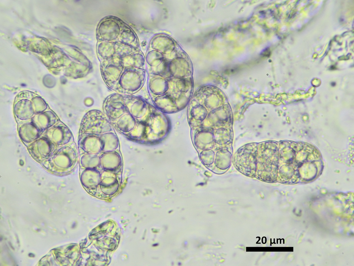 Polyblastia dermatodes (door Henk-Jan van der Kolk)