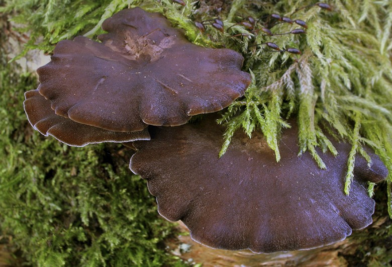 Polyporus brumalis (door Gerben Winkel)