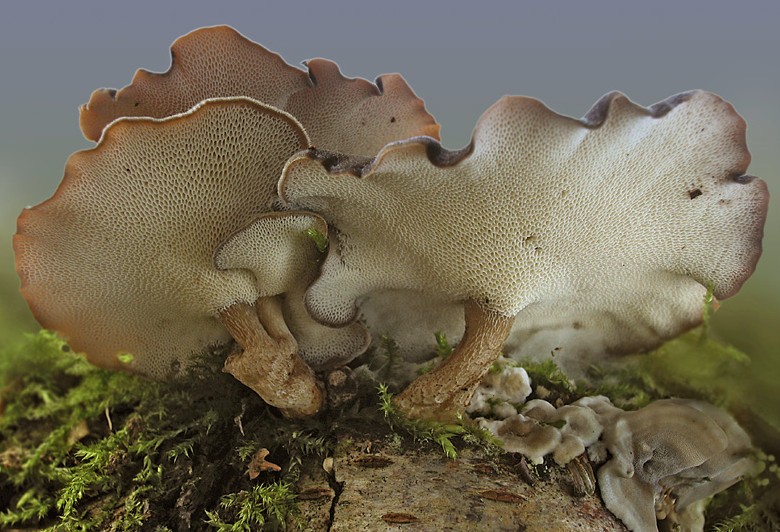 Polyporus brumalis (door Gerben Winkel)