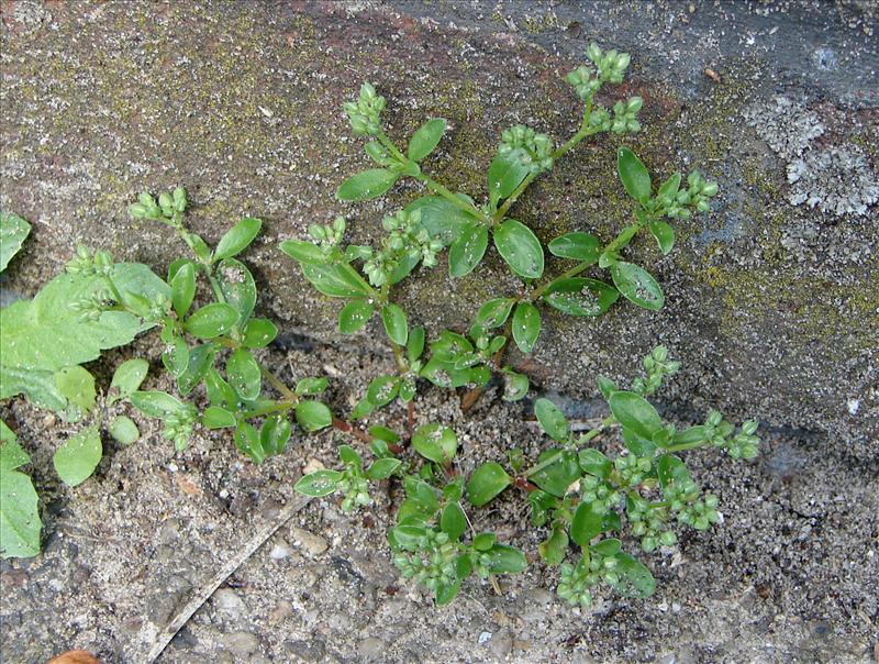 Polycarpon tetraphyllum (door Adrie van Heerden)