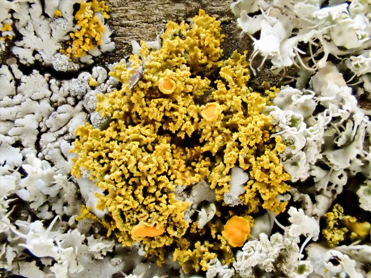Polycauliona candelaria (door Arne van Wingerden)