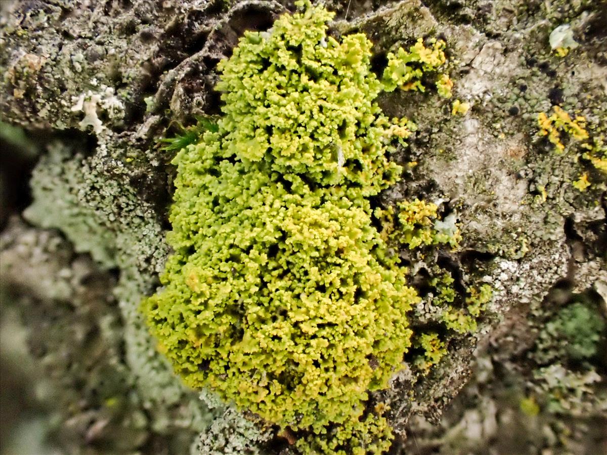 Polycauliona candelaria (door Arne van Wingerden)