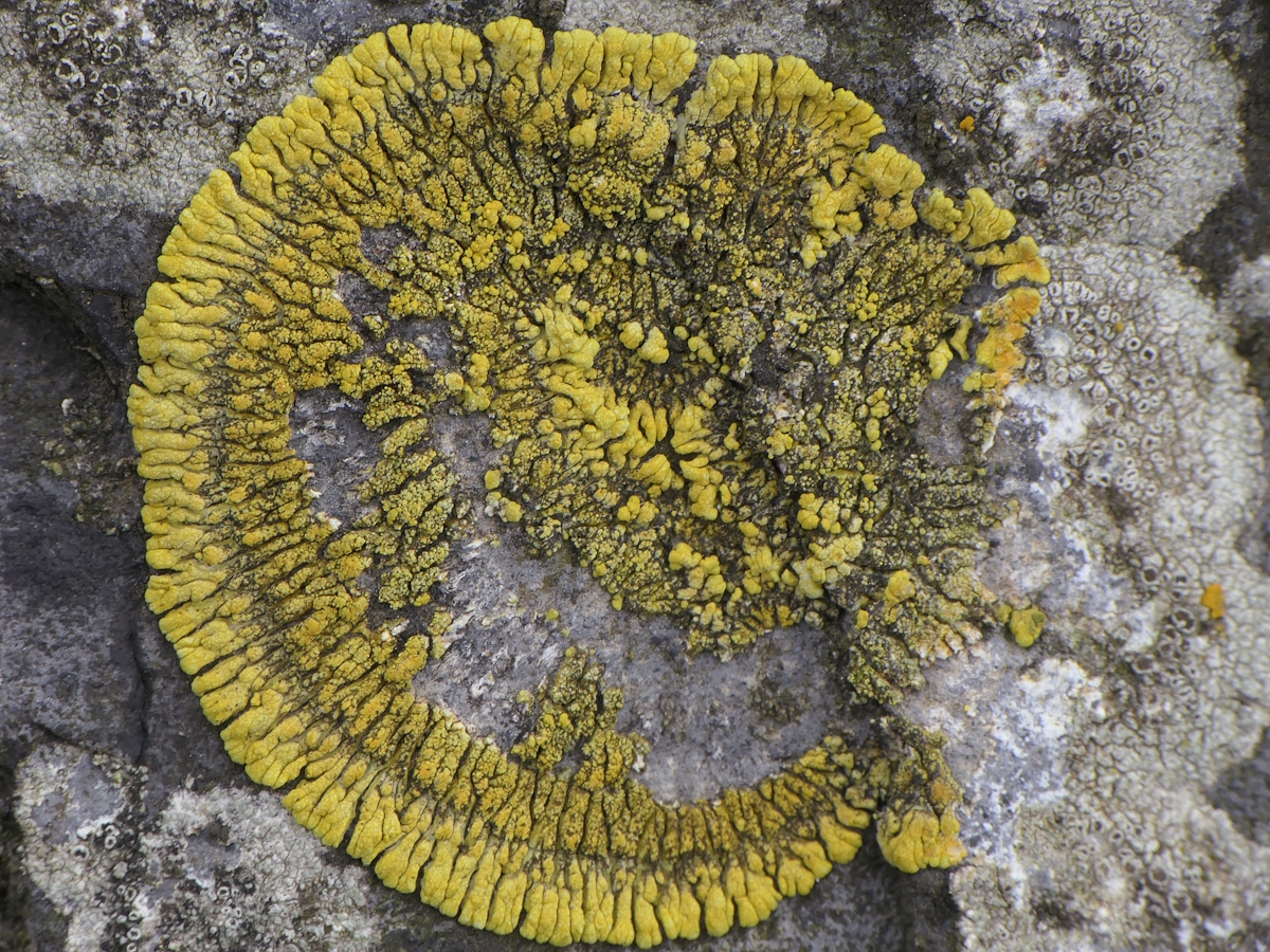 Polycauliona verruculifera (door Henk-Jan van der Kolk)