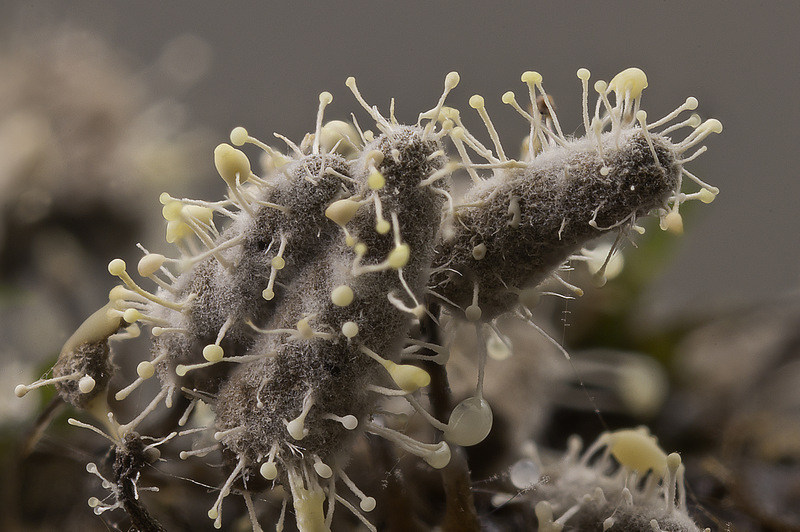 Polycephalomyces tomentosus (door Gerben Winkel)